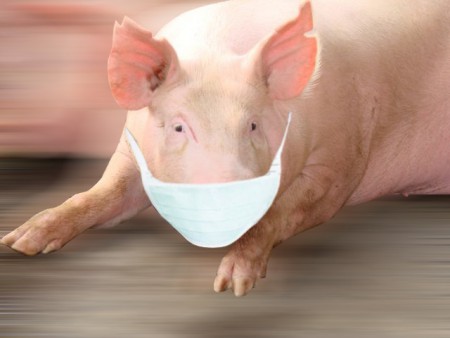 Gripe Suína